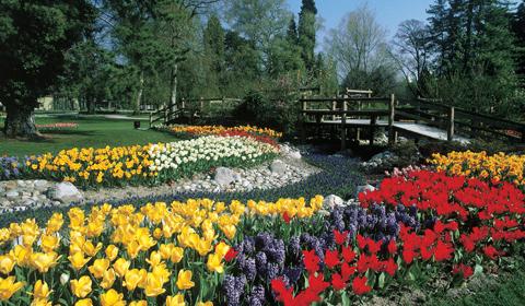 Morges_tulipefest