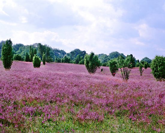 Tyskland-lueneburger-heide