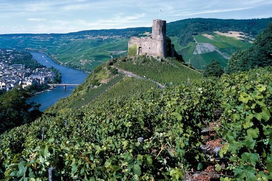 Bernkastel_kues_burg_Landshut_Weinberge_Panorama_Mosel