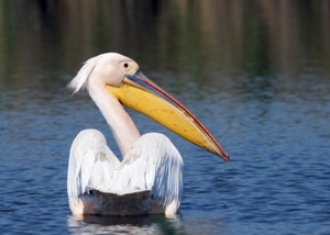 White_pelican